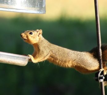 Squirrel Stretching