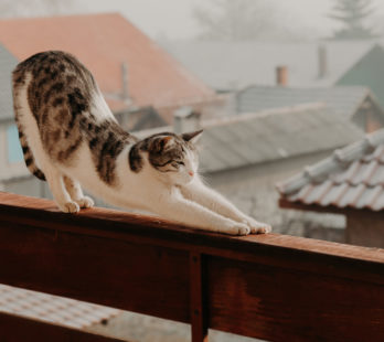 Stretching Cat