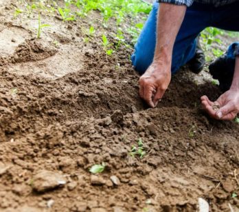 Gardening